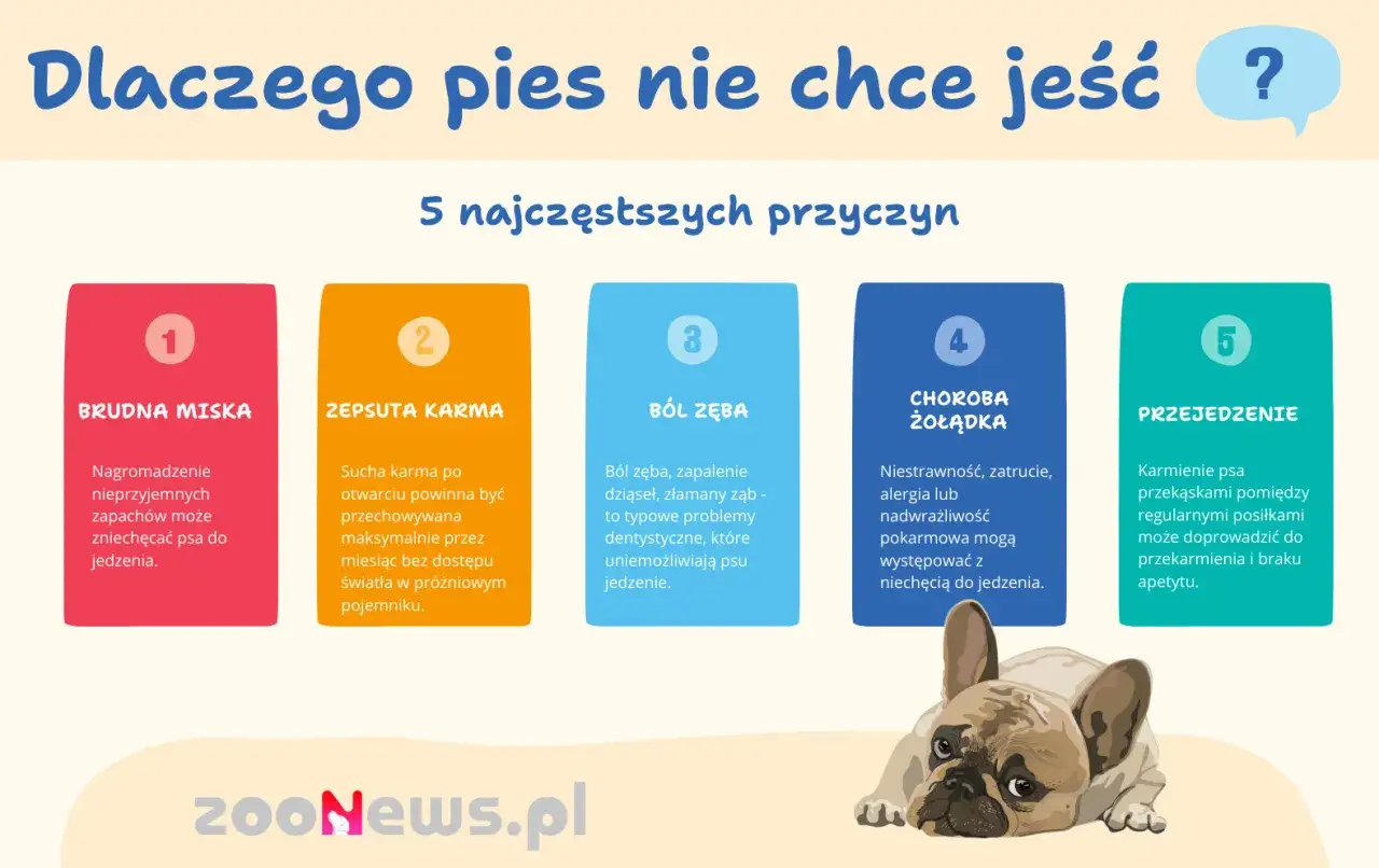 Dlaczego pies nie chce jeść? 5 przyczyn: brudna miska, zepsuta karma, ból zęba, choroba żołądka, przejedzenie. Piesek wygląda na smutnego.