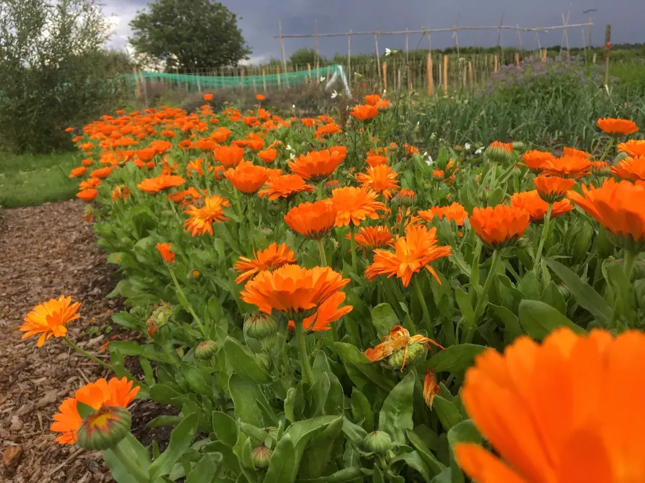Un champ de soucis fleur aux couleurs vives s'étend sous un ciel menaçant. Les pétales orange éclatant contrastent avec le feuillage vert profond.