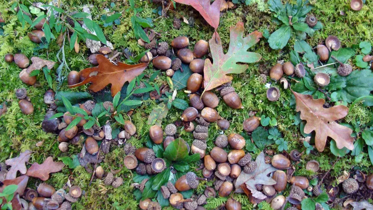 Eicheln liegen auf moosigem Waldboden. Manche sind mit Kappen bedeckt, andere offen. Vorsicht, eichel giftig f&uuml;r manche Tiere!