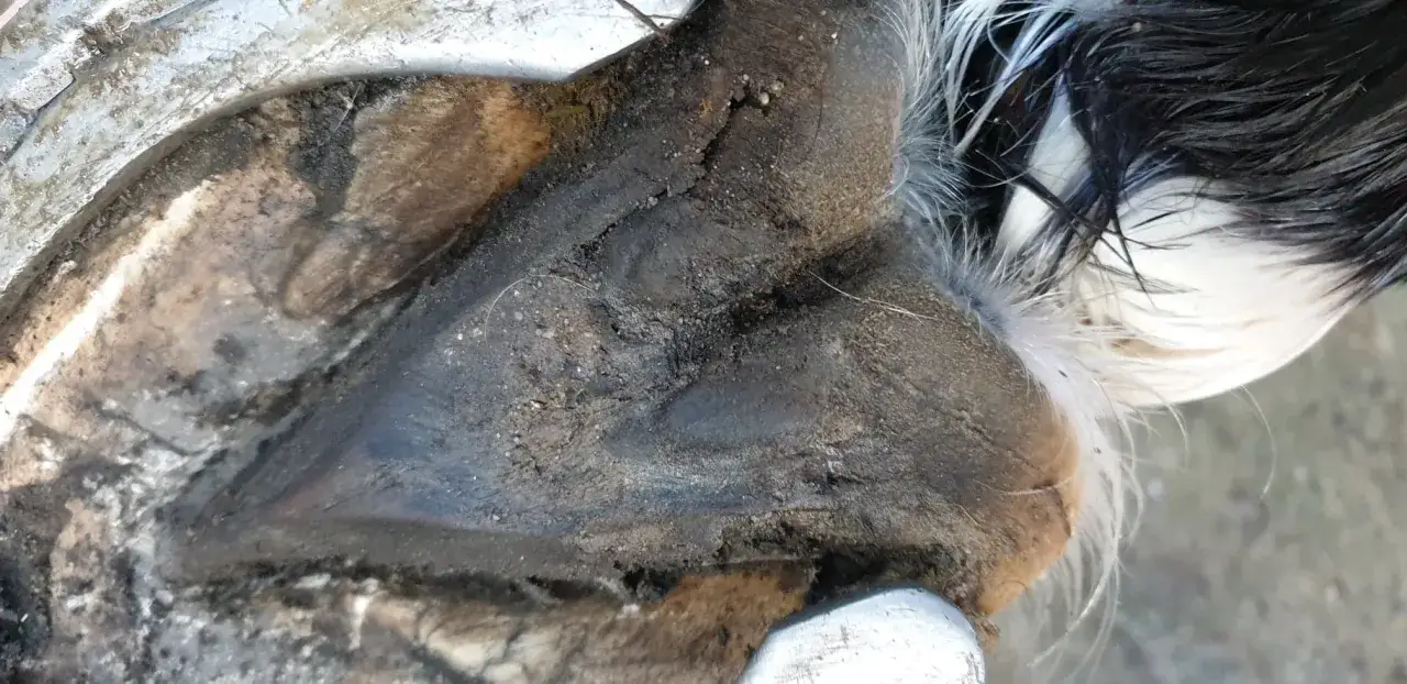 Gros plan sur un pied de cheval, le sabot est sale et semble atteint de pied pourris. Des poils blancs et noirs dépassent.