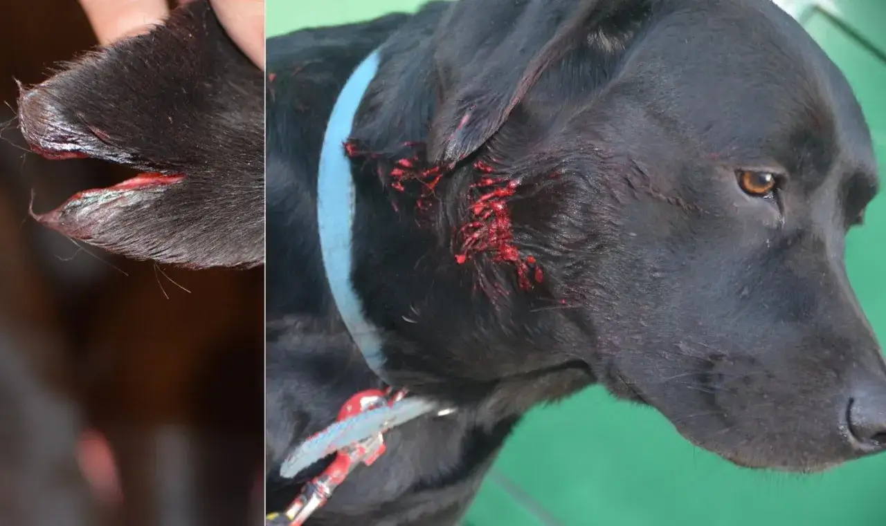 Krwawiąca łapa i szyja czarnego labradora. Czy labradory są agresywne? Ten pies wygląda na rannego, a nie agresywnego.