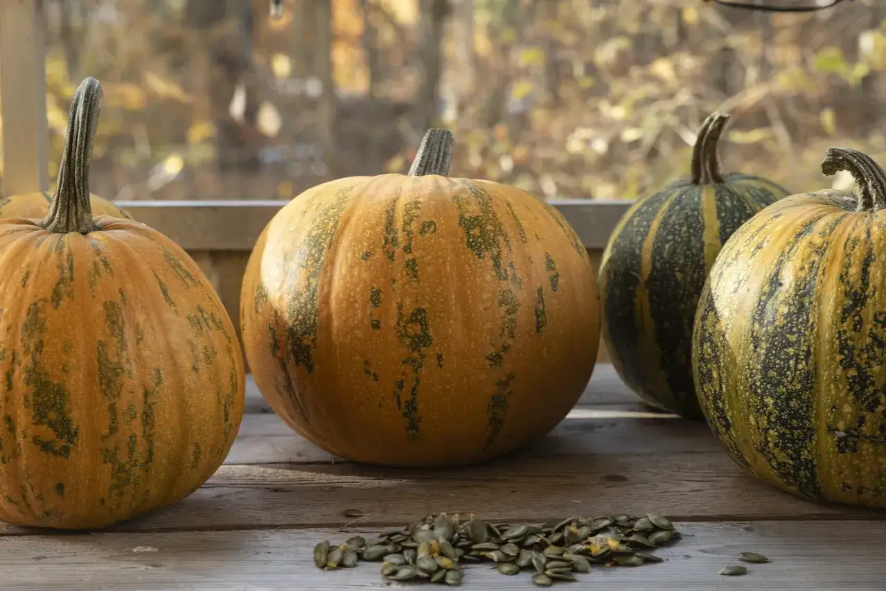 Fyra pumpor i olika färger och mönster står på ett träbord. Framför dem ligger en hög med pumpafrön, redo att odla pumpa.