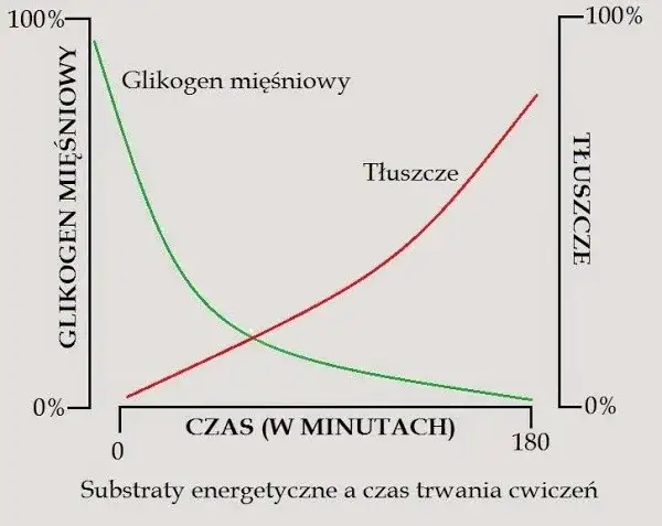 glikogen a tłuszcz jako źródło energii