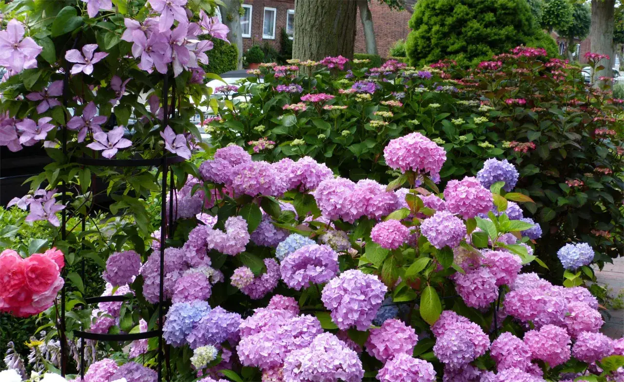 Ein &uuml;ppiger Garten mit rosa und blauen Hortensien, die sich perfekt mit den zarten rosa Clematis-Bl&uuml;ten erg&auml;nzen. Was passt zu Hortensien? Diese Kombination!
