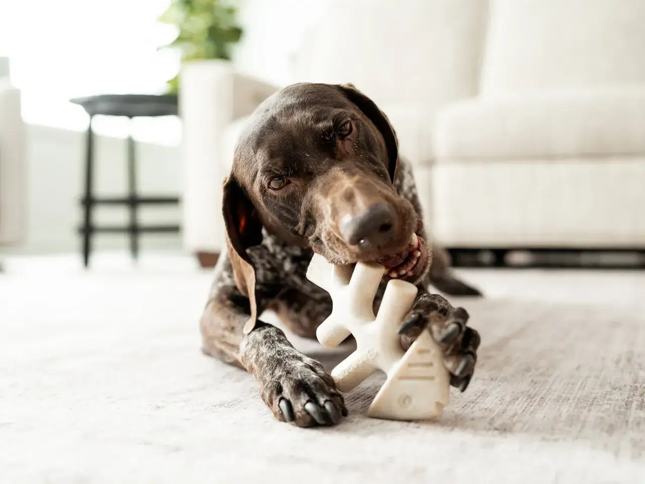 Un chien brun mâchouille un jouet en forme d'os, le Benebone, avec une intensité qui pourrait être un danger s'il ne fait pas attention.