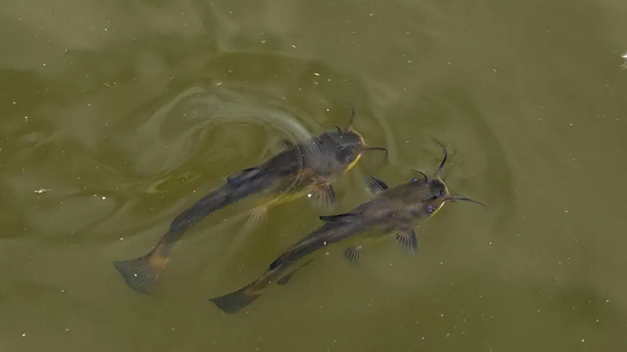 Dos peces gato negros nadan juntos en aguas turbias, sus barbillones se mueven explorando el entorno.