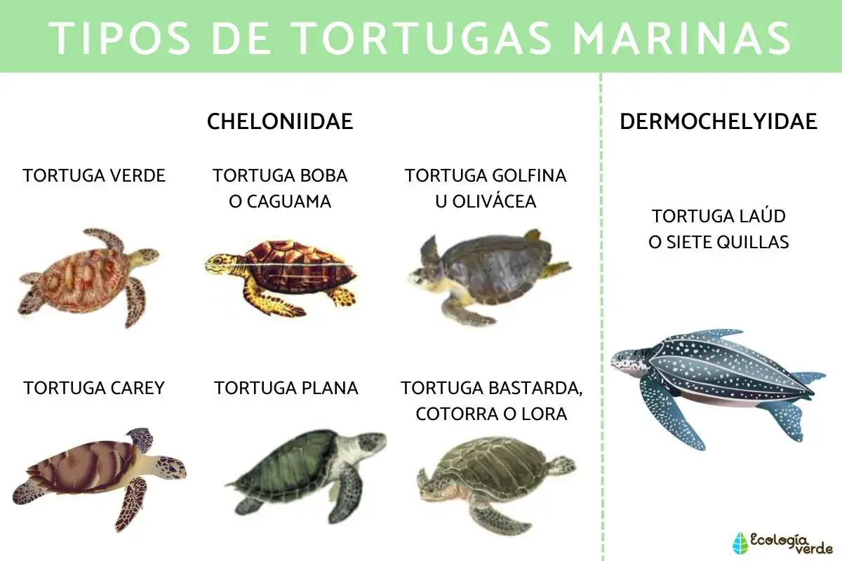 Explora curiosidades de las tortugas marinas: verde, boba, golfina, carey, plana, bastarda y la&uacute;d.