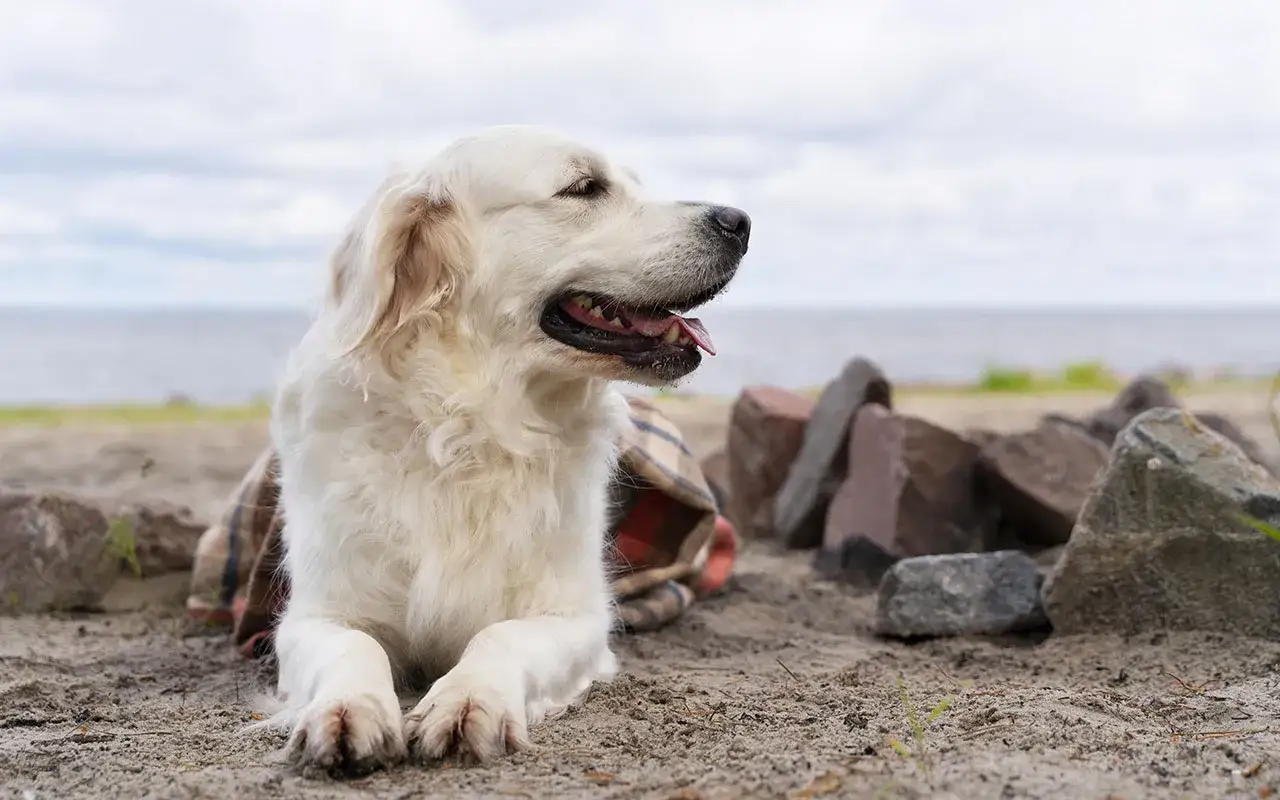 Zrelaksowany golden retriever na plaży, otulony kocem. Zastanawiasz się, ile lat żyje golden retriever? Średnio 10-12 lat.