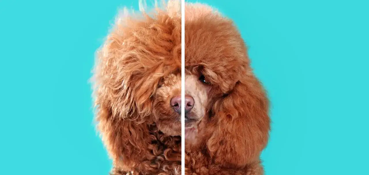 Un adorable perro marr&oacute;n de pelo rizado, con un pelaje esponjoso y ojos curiosos, posa sobre un fondo azul vibrante.