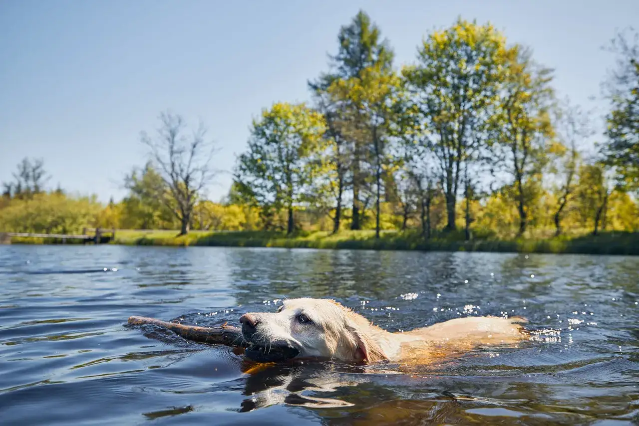 Złoty retriever pływa z patykiem w pysku po mazurskim jeziorze. Radosne mazury z psem to idealny spos&oacute;b na spędzenie lata.