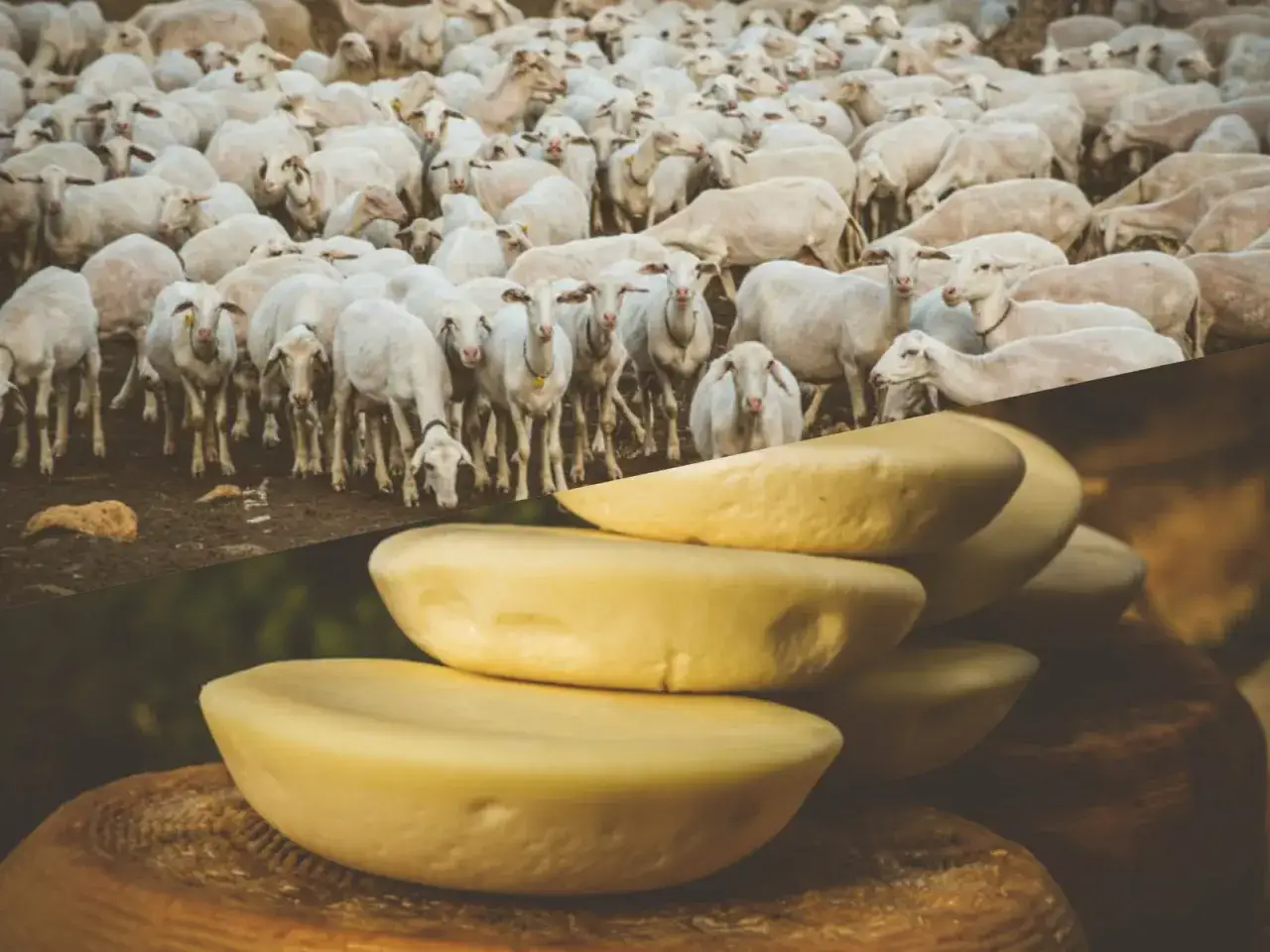 Gregge di pecore bianche e forme di formaggio. Il latte di pecora, naturalmente privo di lattosio, dà vita a deliziosi formaggi.