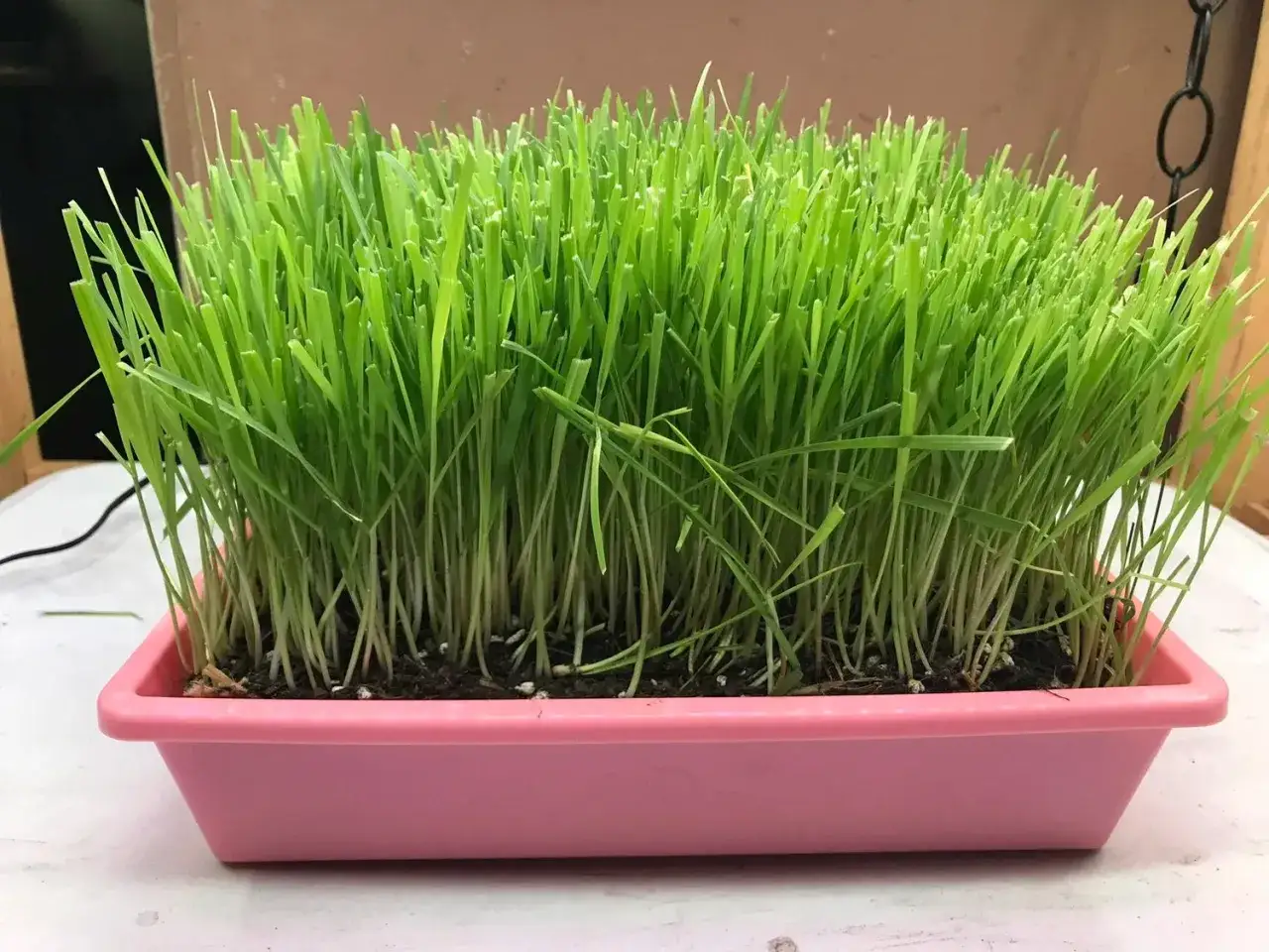 Frisches Katzengras, das man einfach selber ziehen kann, wächst üppig in einer rosa Schale.