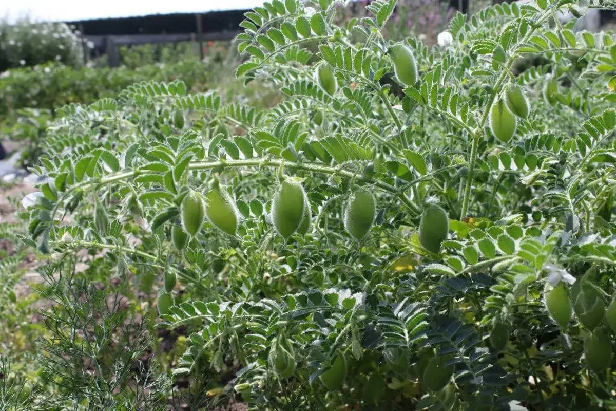 Plante de pois chiche en pleine croissance, avec des gousses vertes velues pendantes.