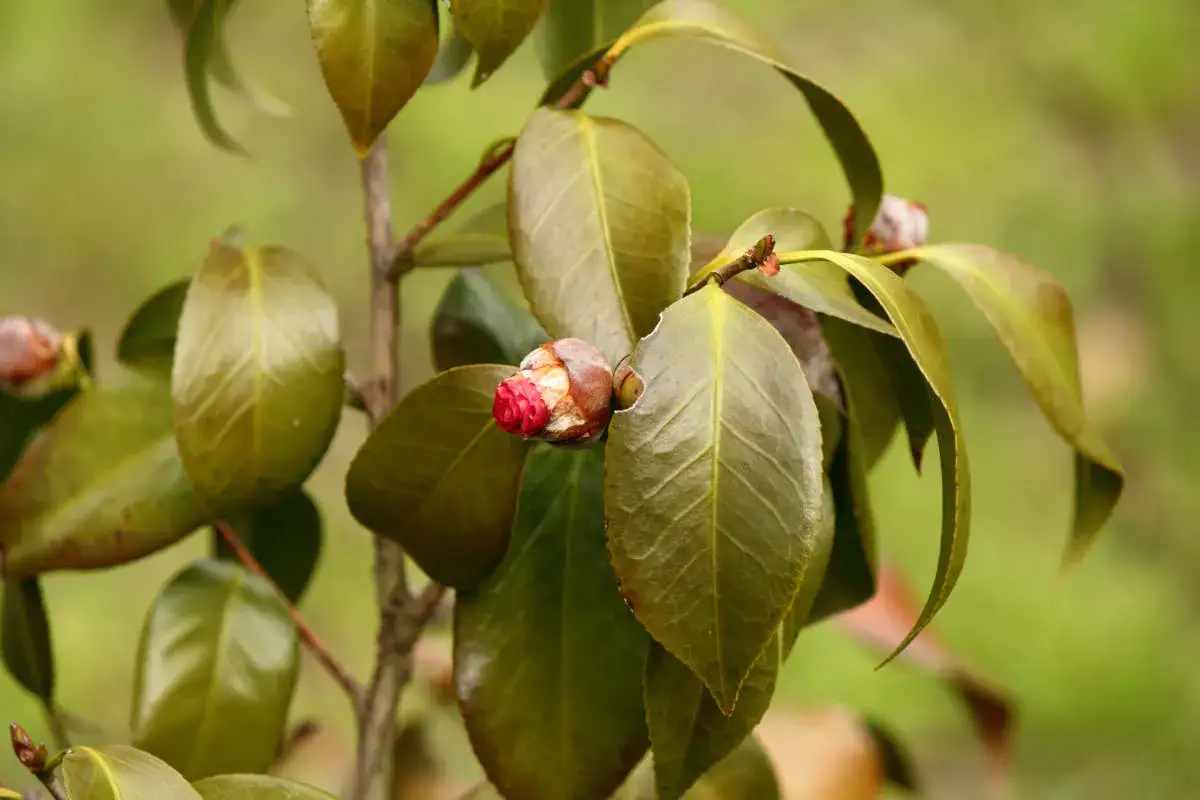 Camélia avec des feuilles marron, signe d'une maladie. Un bouton floral rouge est visible.