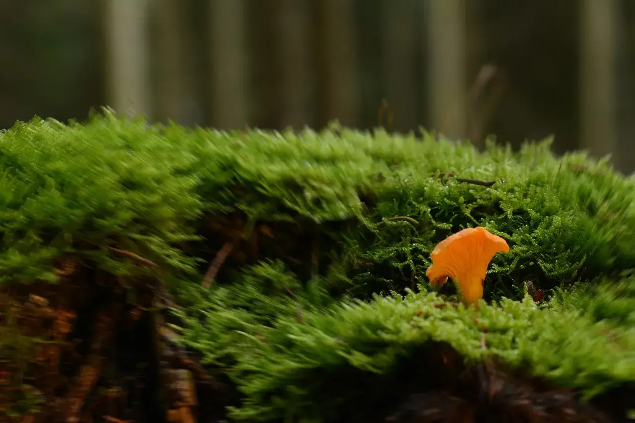 Ein kleiner, leuchtend oranger Pfifferling w&auml;chst auf einem moosbewachsenen Baumstumpf. Ein Hinweis, wo Pfifferlinge zu finden sind: im feuchten Wald.