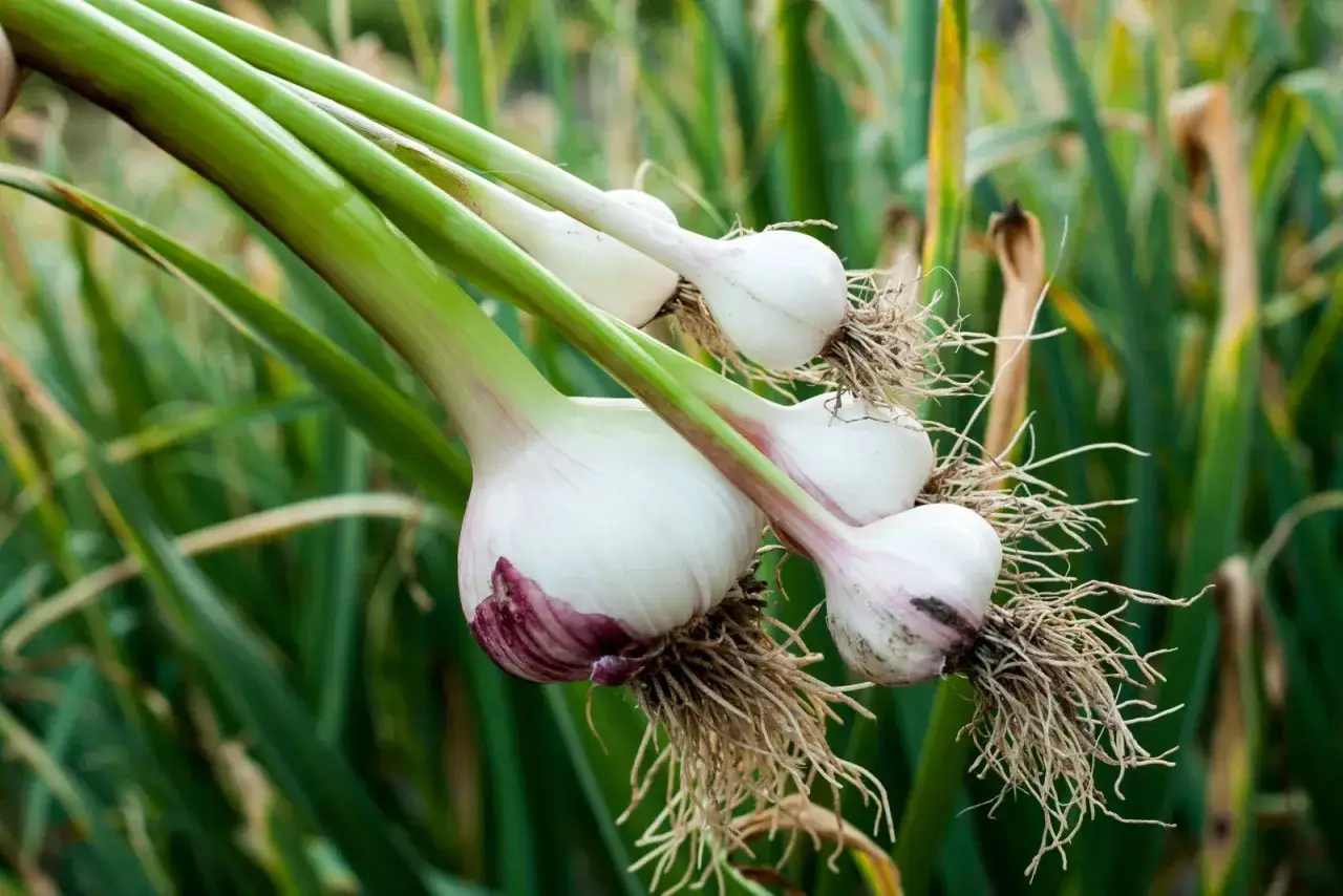 Frisch geerntete Knoblauchfrucht mit Wurzeln und gr&uuml;nen Stielen, bereit f&uuml;r die K&uuml;che.