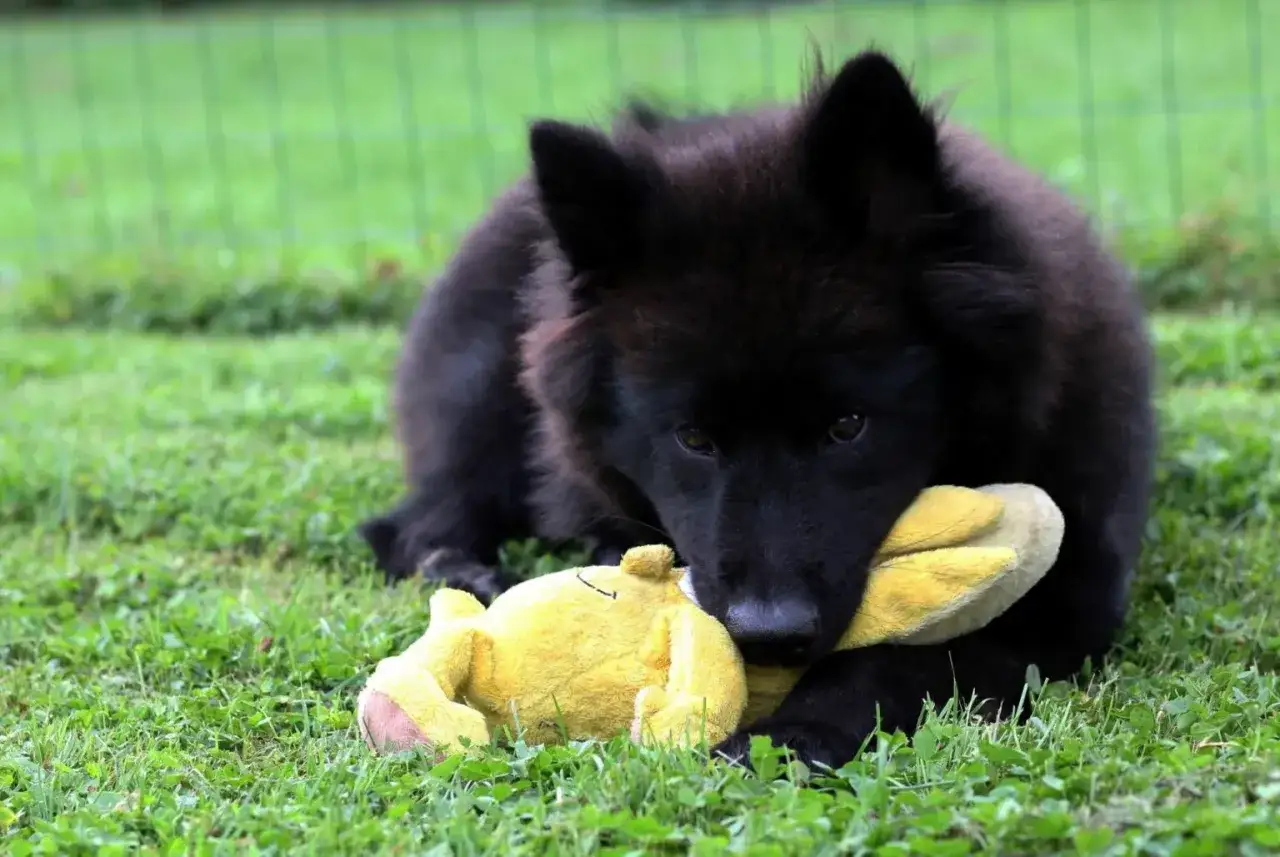 Czarny szczeniak rasy eurasier bawi się żółtą zabawką na trawie. Zastanawiasz się nad eurasier cena?