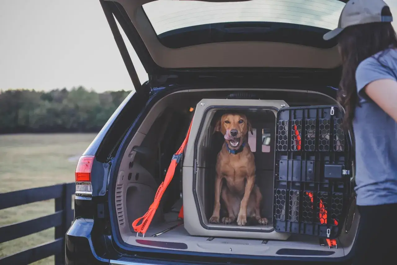 Un chien attend patiemment dans sa cage m&eacute;tallique, pr&ecirc;t pour l'aventure.