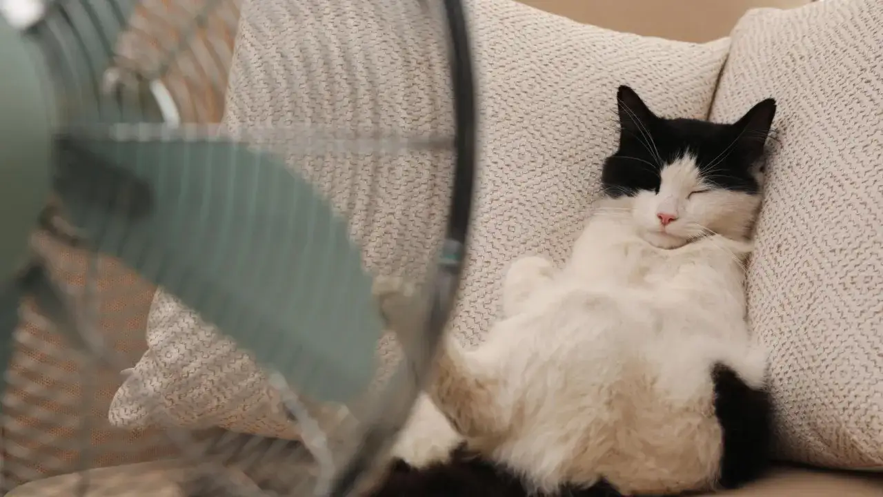 Gato blanco y negro durmiendo pl&aacute;cidamente junto a un ventilador, una forma ideal de saber como refrescar a un gato en verano.