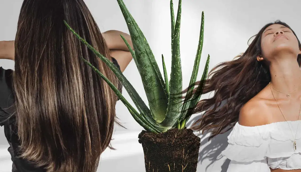 Aloe vera-växten bredvid två kvinnor med långt, glänsande hår. Naturlig skönhet för ditt aloe vera hår.