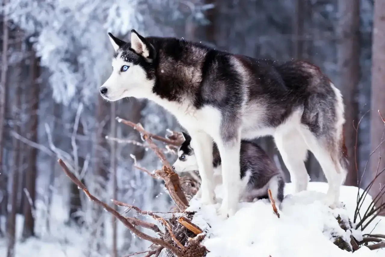 En st&aring;tlig husky hund med isbl&aring; &ouml;gon st&aring;r i sn&ouml;n. En valp tittar fram under den.