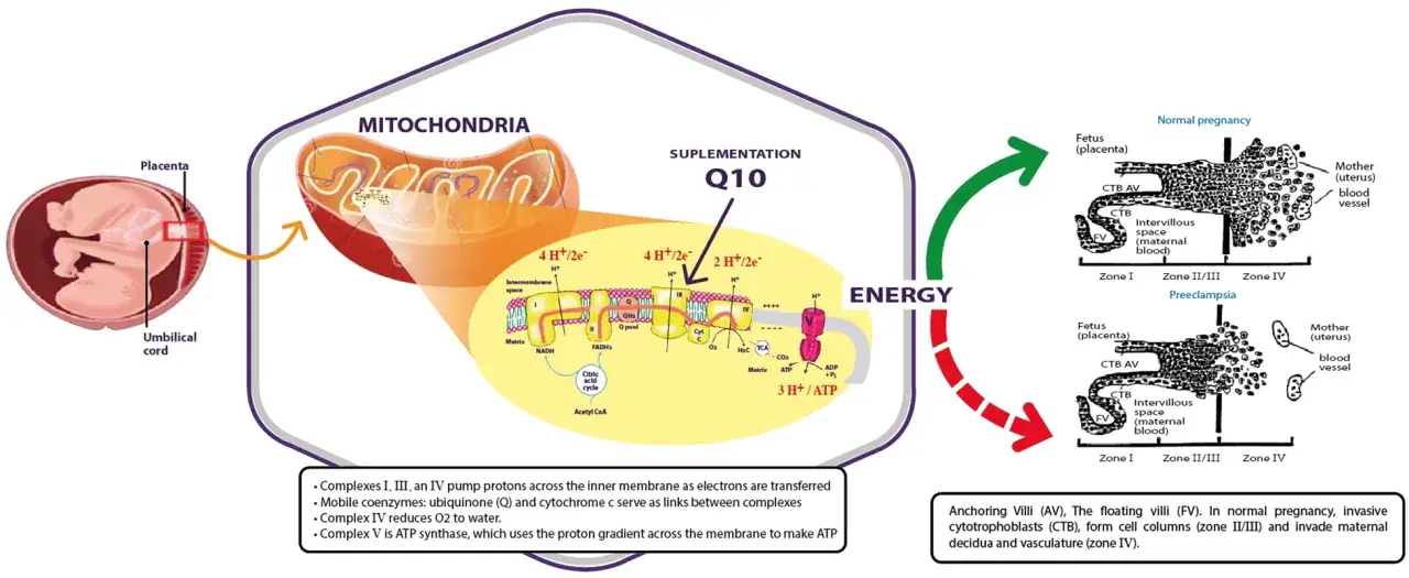 Schemat przedstawia mitochondria, gdzie koenzym Q (ubichinon) odgrywa kluczową rolę w produkcji energii. Pokazuje też różnice w łożysku między normalną ciążą a stanem przedrzucawkowym.