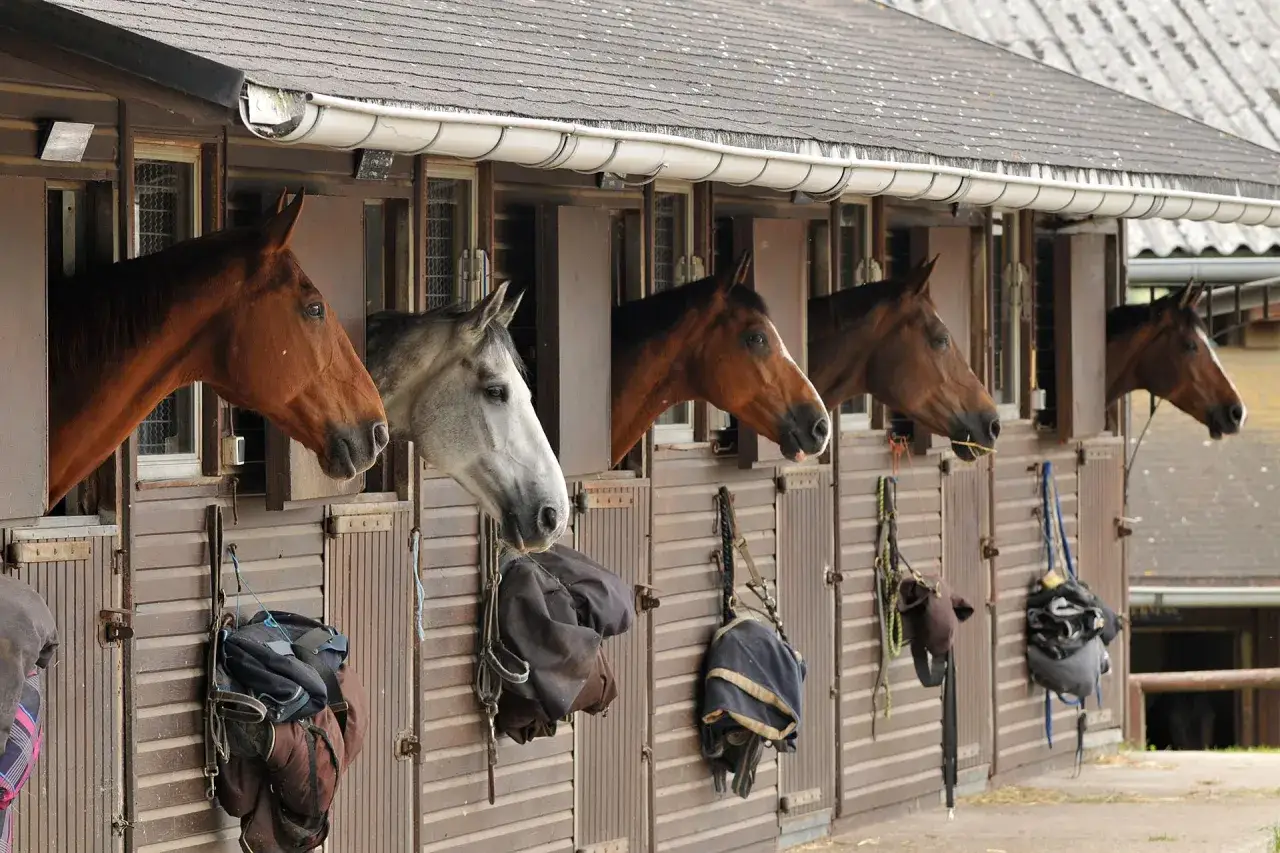 Plusieurs chevaux aux têtes curieuses regardent depuis leurs box dans cette pension cheval. Des sacs et des couvertures sont accrochés aux portes.