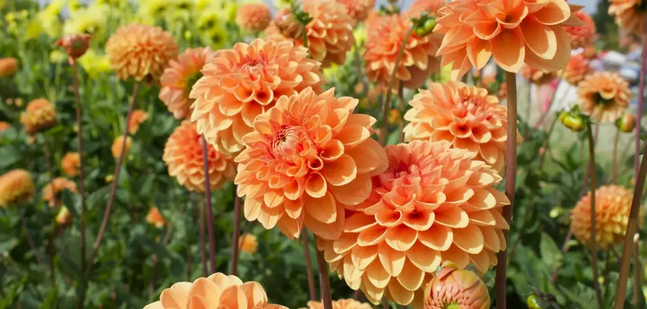 Magnifiques dahlias orange vif en pleine terre. Le moment id&eacute;al pour savoir quand planter les dahlias en pleine terre est apr&egrave;s les derni&egrave;res gel&eacute;es.