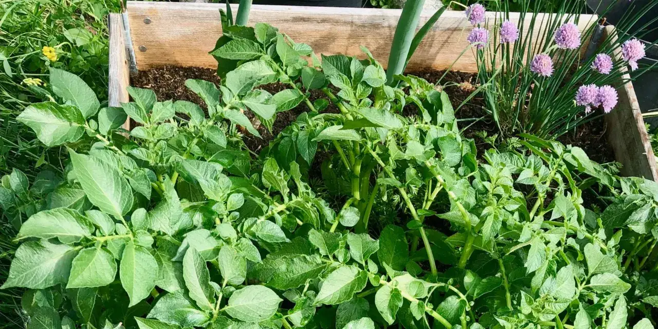 Gr&ouml;na potatisplantor v&auml;xer frodigt i en pallkrage, med lila gr&auml;sl&ouml;ksblommor i bakgrunden. Snart &auml;r det dags f&ouml;r en h&auml;rlig sk&ouml;rd av swift potatis.