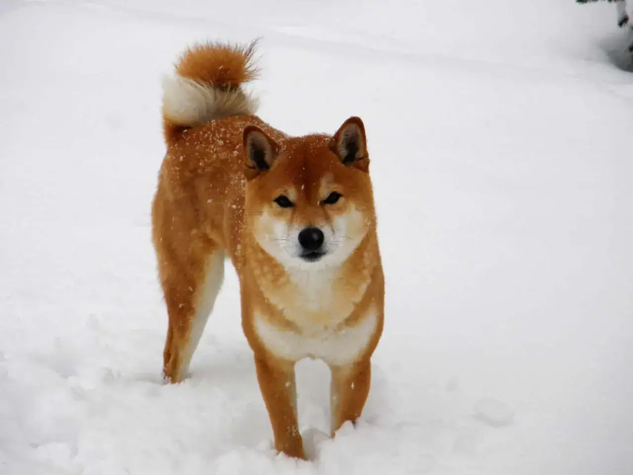 Un Shiba Inu, una de las razas de perros chinos y japoneses, se para en la nieve con su cola enroscada.