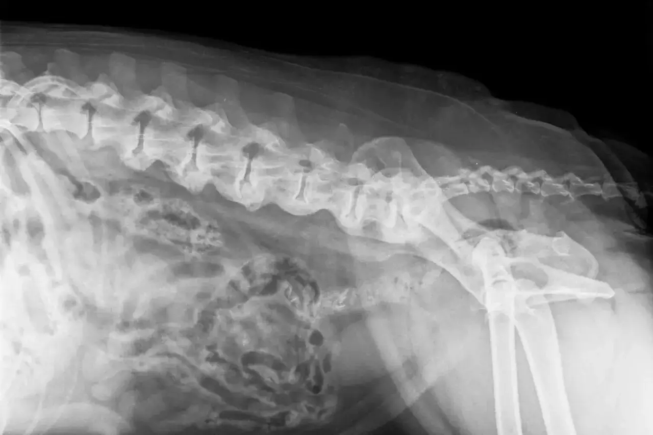 Rentgen kręgosłupa psa z widocznymi zmianami zwyrodnieniowymi, wskazującymi na spondylozę.