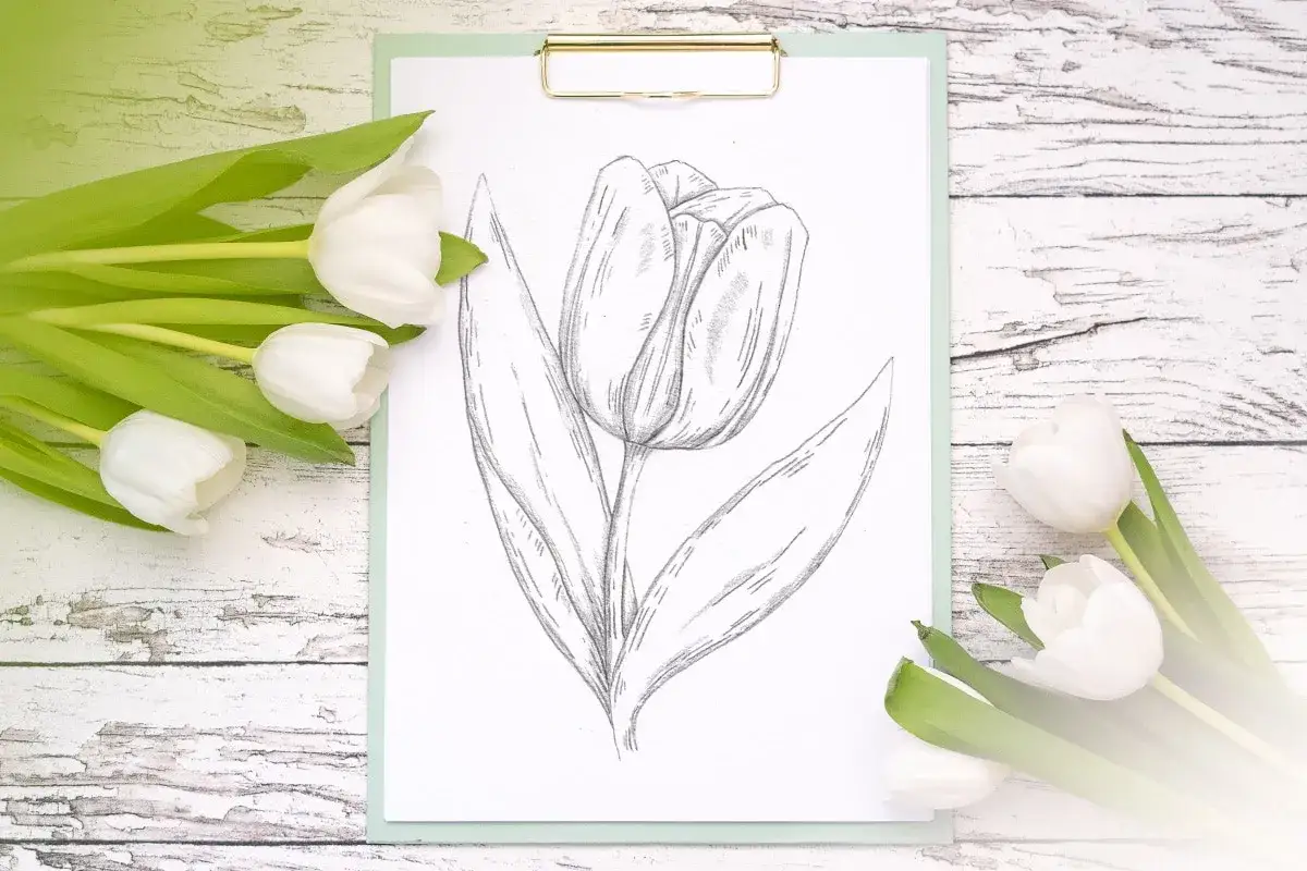 Un dessin au crayon d'une tulipe est pos&eacute; sur un presse-papiers, entour&eacute; de vraies tulipes blanches.