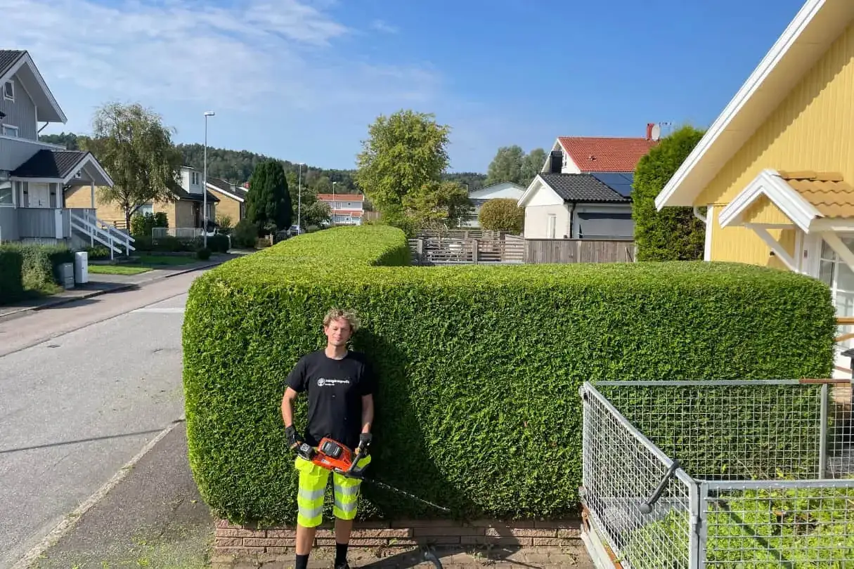 En ung man med häcksax står framför en perfekt klippt thuja-häck.