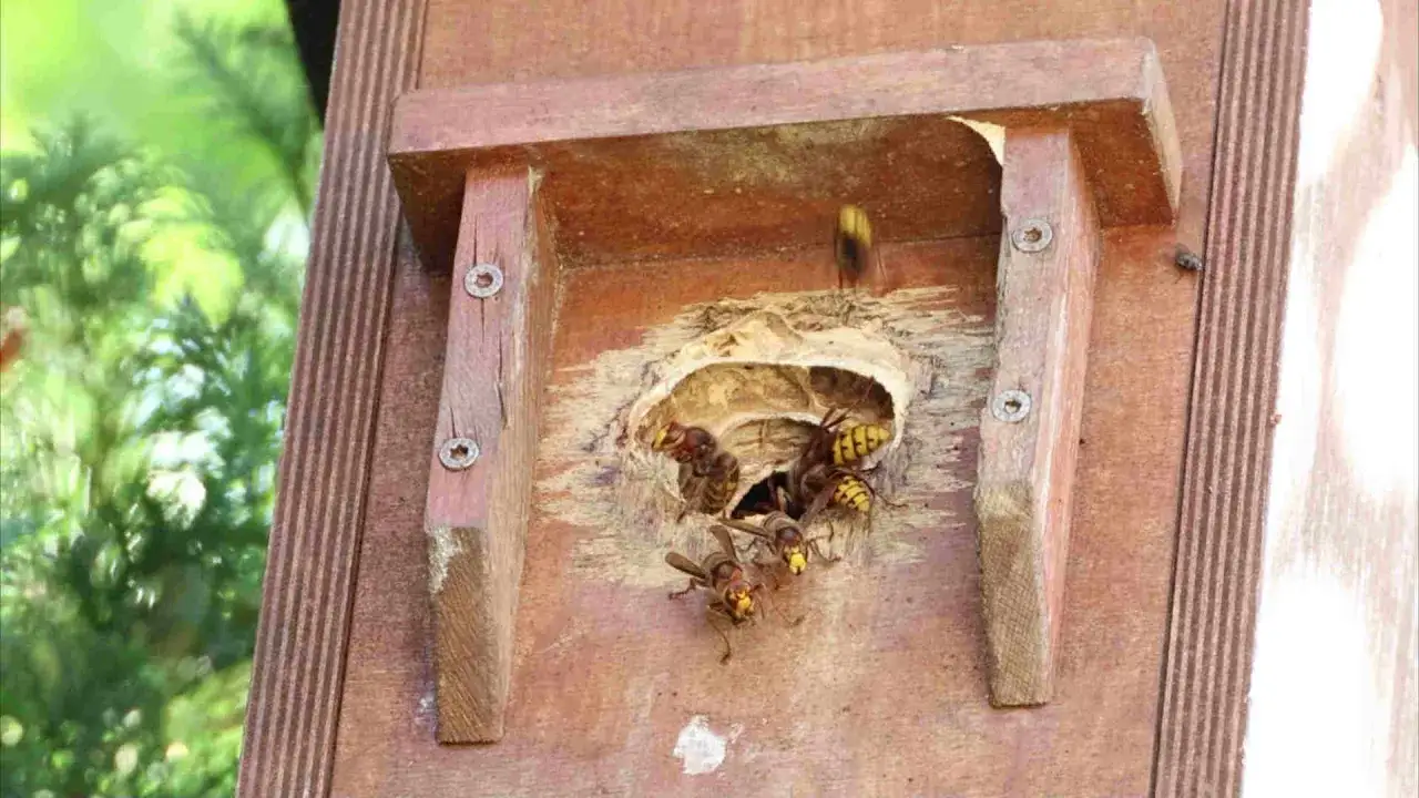 Hornissen bauen ihr Nest in einem Holzverschlag. Vorsicht beim Versuch, Hornissen zu vertreiben, sie sind n&uuml;tzlich!