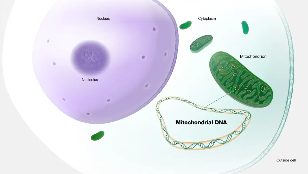 Il DNA mitocondriale, a forma di anello, si trova nel citoplasma, vicino ai mitocondri. Il nucleo contiene altro DNA.