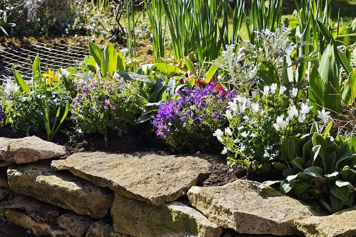 Un parterre fleuri avec des campanules vivaces bleues et blanches, des fleurs jaunes et des feuilles vertes, posé sur un muret de pierres.