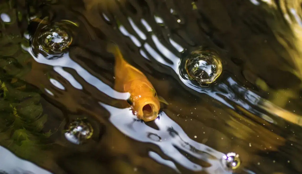 Ein goldener Fisch mit offenem Maul schwimmt an der Oberfläche, umgeben von Luftblasen. Man fragt sich, wie alt werden karpfen in solchen Gewässern.