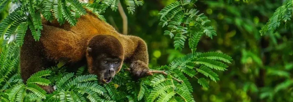 Amazonia Peru łódź zwierzęta