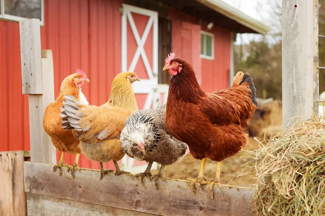 Vier Hühner sitzen auf einem Zaun vor einem roten Bauernhaus. Sie regen zum Nachdenken an: Was war zuerst da, das Huhn oder das Ei?
