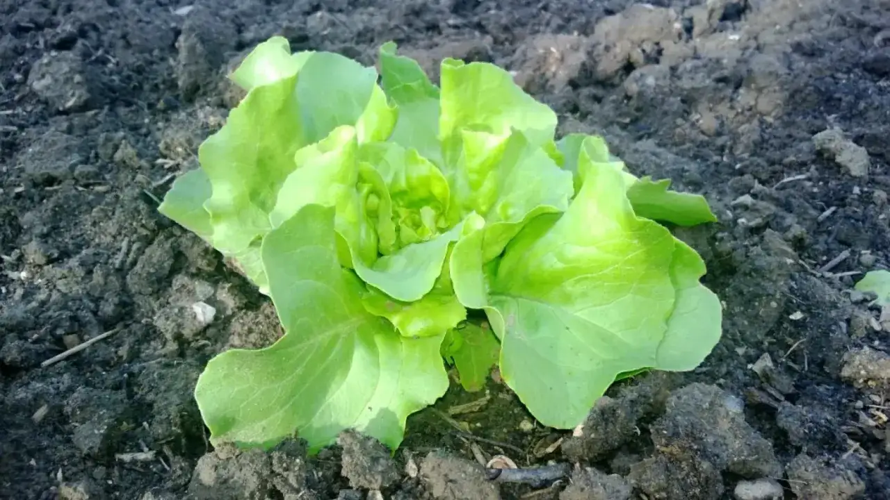 Ein frischer Kopfsalat w&auml;chst im Beet, bereit zum Kopfsalat ernten.