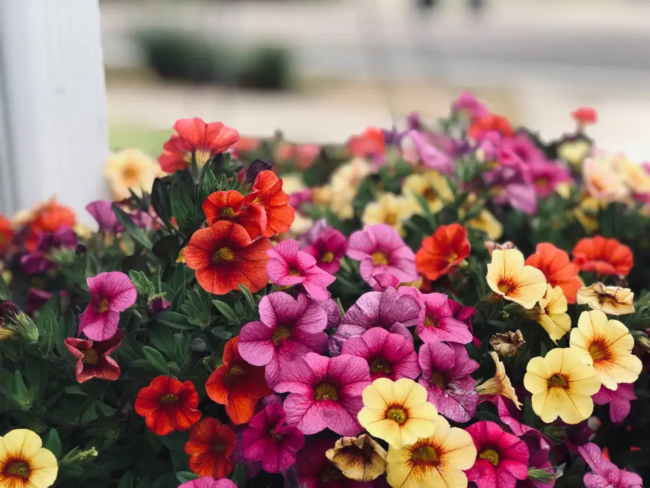 Un tripudio di piante da davanzale esterno in fiore: petunie rosse, rosa e gialle creano un arcobaleno vivace.