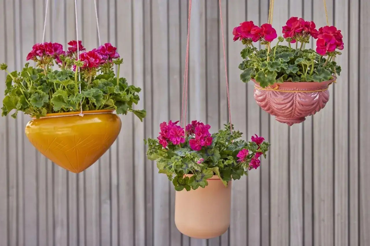 Różne rodzaje pelargonii w wiszących doniczkach: żółtej, brzoskwiniowej i różowej, na tle drewnianego płotu.