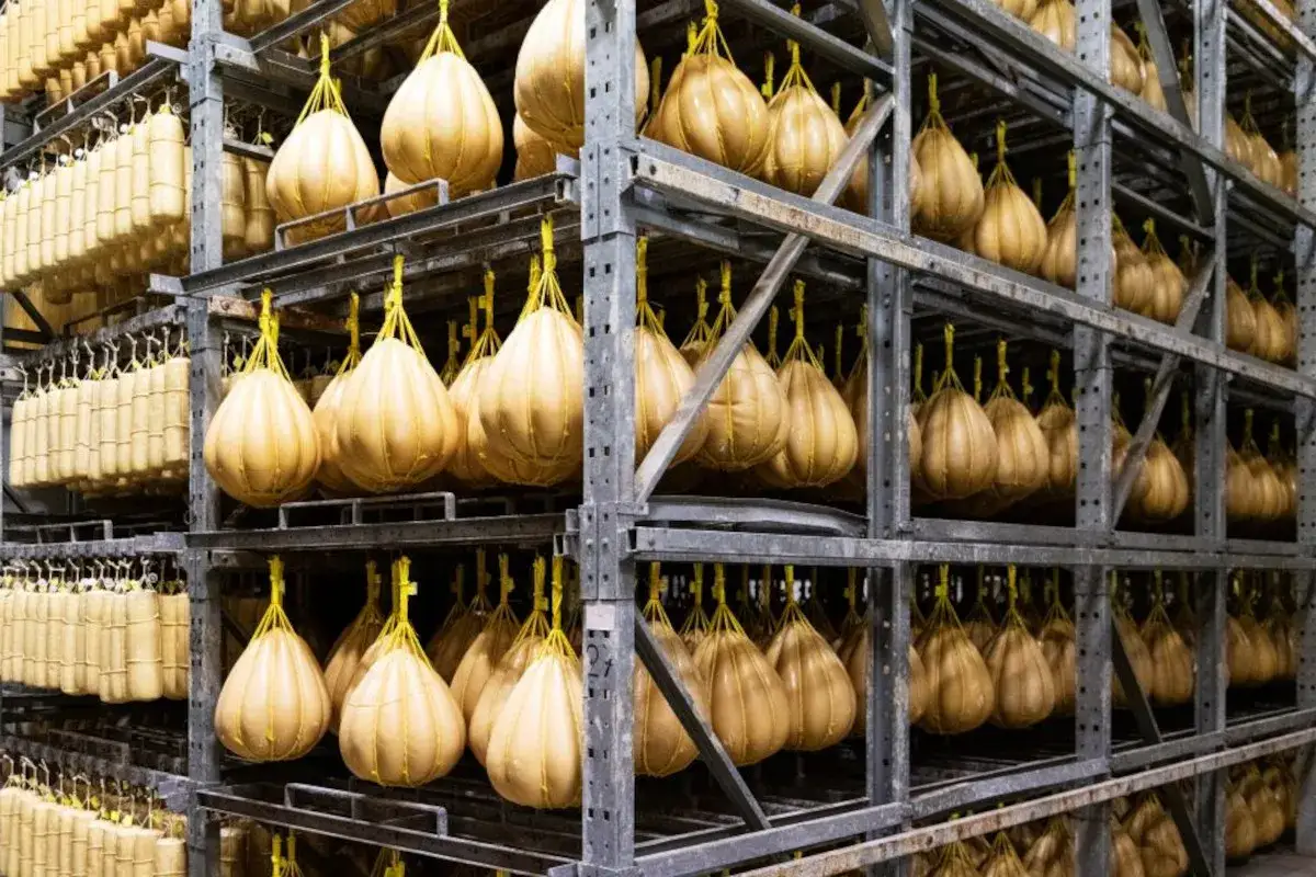 Wielkie sery Grana Padano i parmezan wiszą na regałach w dojrzewalni, czekając na swój czas.