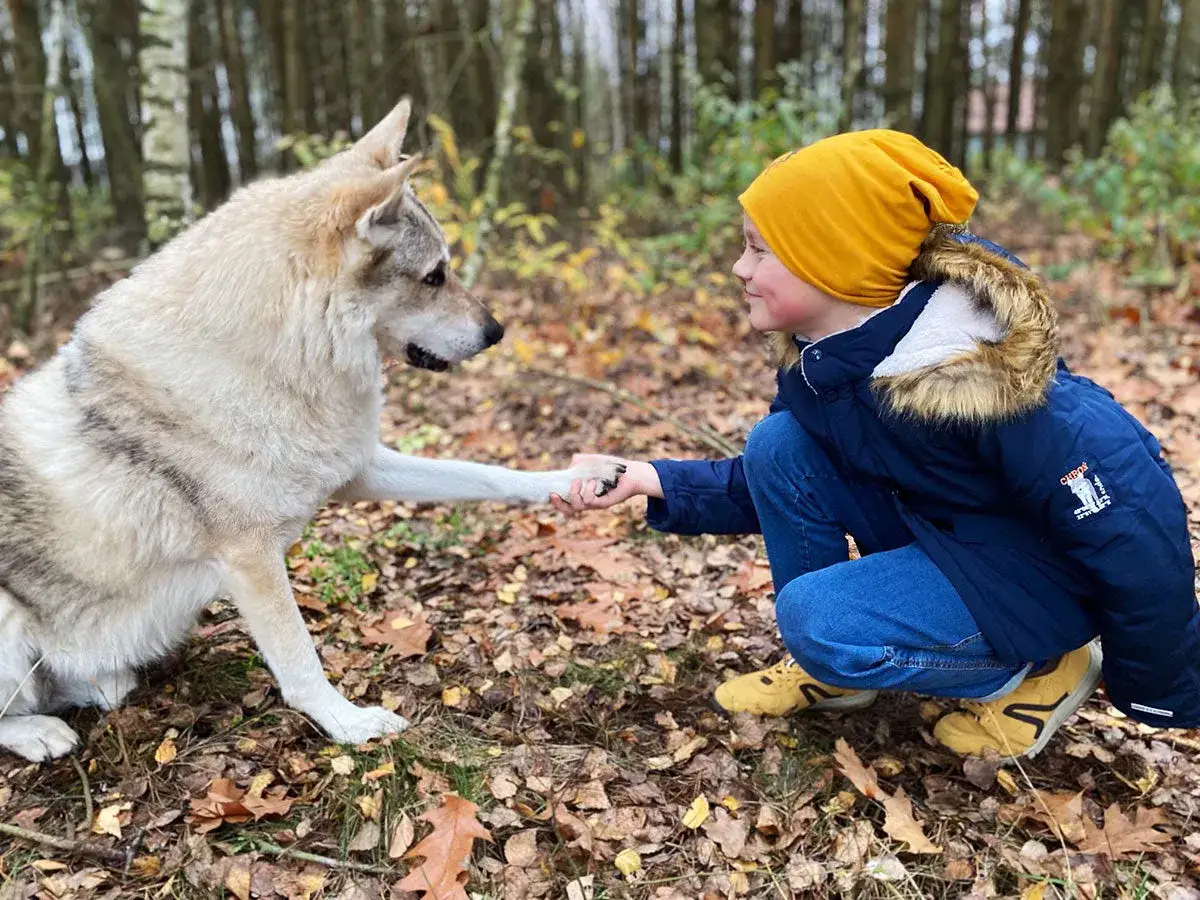 Chłopiec w jesiennych strojach, w granatowej kurtce i żółtej czapce, podaje łapę psu w lesie.
