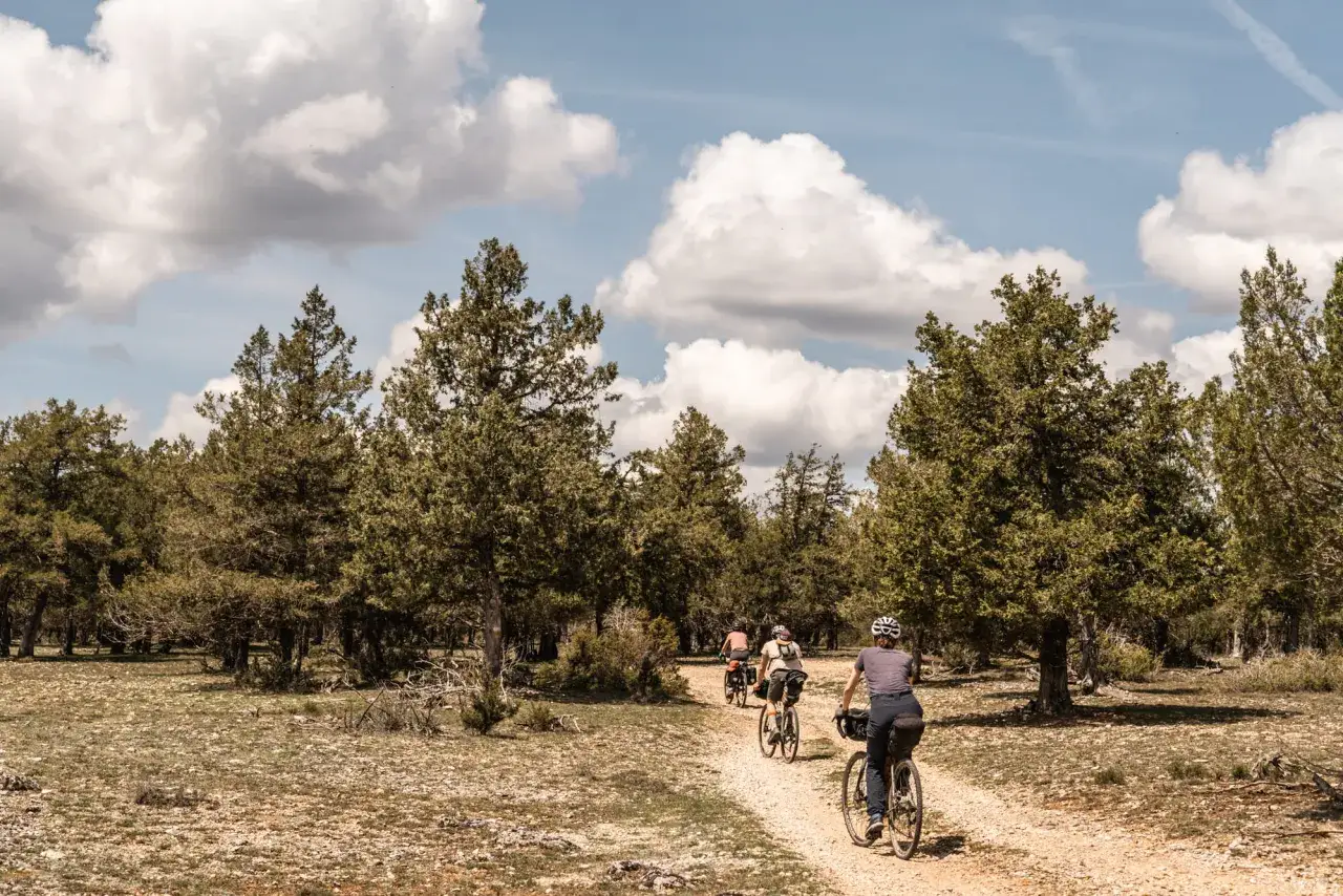 Ciclistas disfrutan de rutas en bici por Soria, pedaleando por un camino de tierra entre pinos y un cielo nublado.