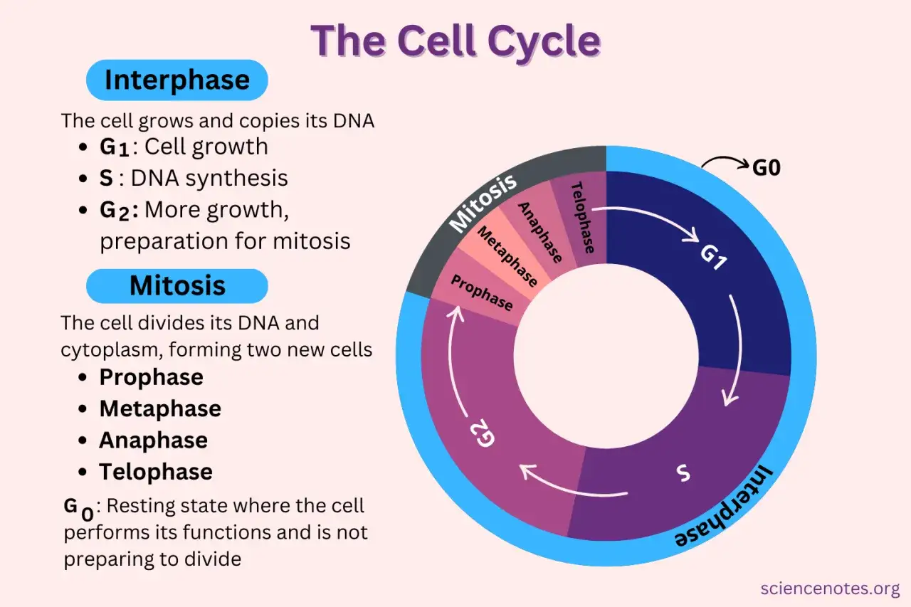Der Zellzyklus mit seinen Phasen: Interphase (G1, S, G2) und Mitose (Pro-, Meta-, Ana-, Telophase), sowie die Ruhephase G0.