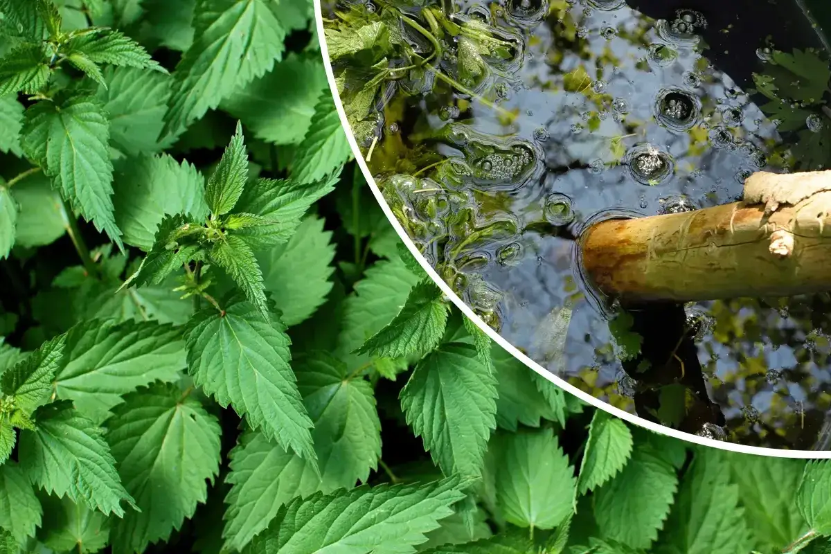 Feuilles d'ortie luxuriantes à gauche, et à droite, un bâton en bois dans de l'eau trouble, signe de l'utilisation purin d'ortie.