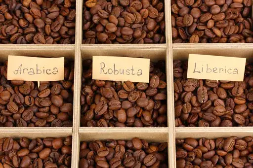 r&oacute;żne ziarna kawy arabica robusta