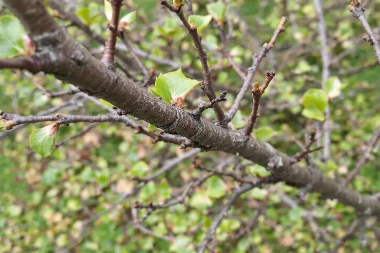 Gros plan sur une branche de taille prunier, avec de jeunes feuilles vertes &eacute;mergeant des bourgeons.
