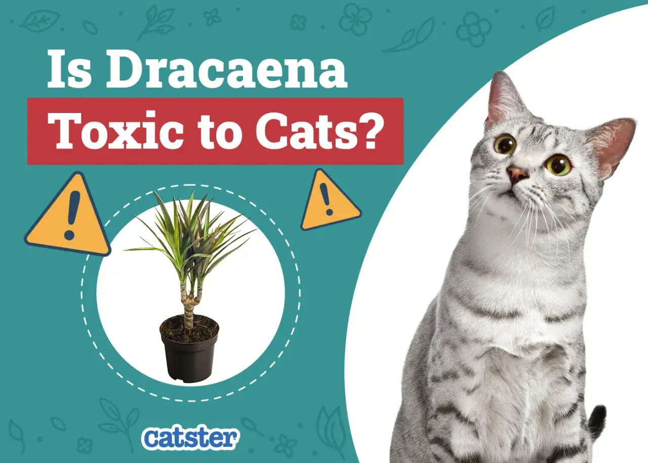 Czy dracena jest trująca dla kota? Na obrazku roślina w doniczce i ciekawski kot.